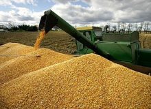 قیمت خرید تضمینی گندم برای سال زراعی ۱۴۰۴-۱۴۰۵ اعلام شد