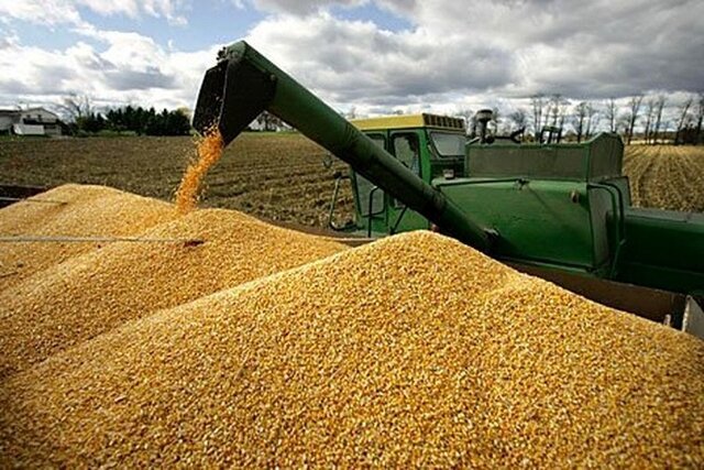 قیمت خرید تضمینی گندم برای سال زراعی ۱۴۰۴-۱۴۰۵ اعلام شد