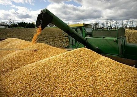قیمت خرید تضمینی گندم برای سال زراعی ۱۴۰۴-۱۴۰۵ اعلام شد